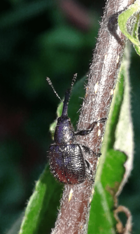 Rhynchites bacchus (Rhynchitidae)? S